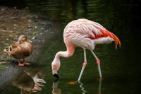 Flamingo Enten Zoo Hamm Wasser